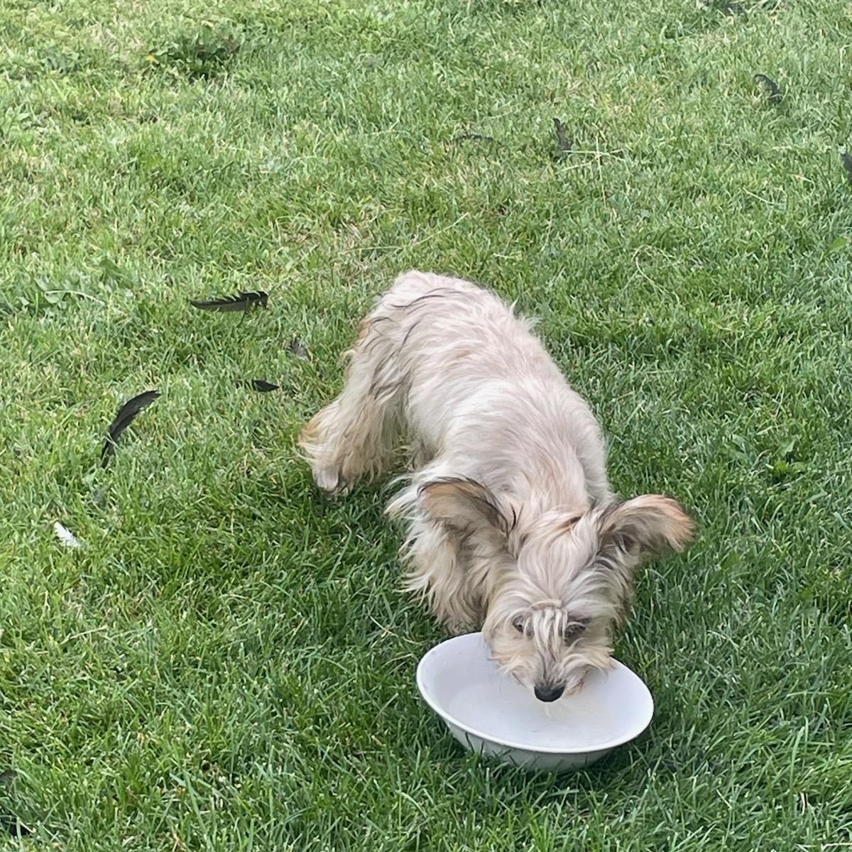 Snack- Patient Dog Experienced Foster Needed, Adoptable, Young Female Yorkshire Terrier & Papillon.