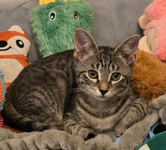 Jill, Adoptable, Adult Female Domestic Short Hair.