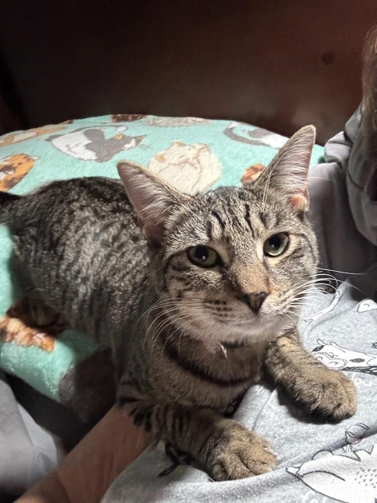 Enlarge Jill, a Adoptable mixed breed in Mooresville, NC image 2/6