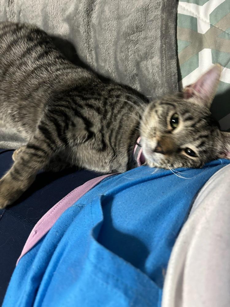 Enlarge Jill, a Adoptable mixed breed in Mooresville, NC image 3/6