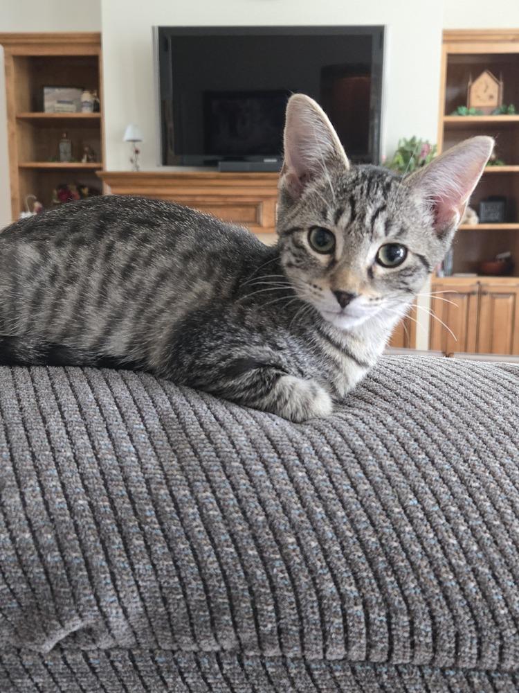 Enlarge Jill, a Adoptable mixed breed in Mooresville, NC image 4/6