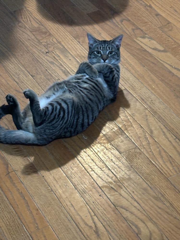 Enlarge Jill, a Adoptable mixed breed in Mooresville, NC image 5/6