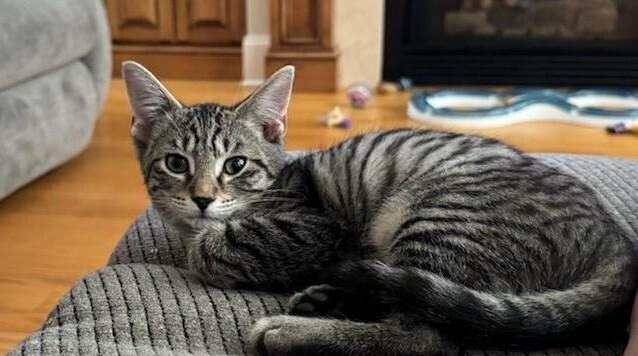 Enlarge Jill, a Adoptable mixed breed in Mooresville, NC image 6/6