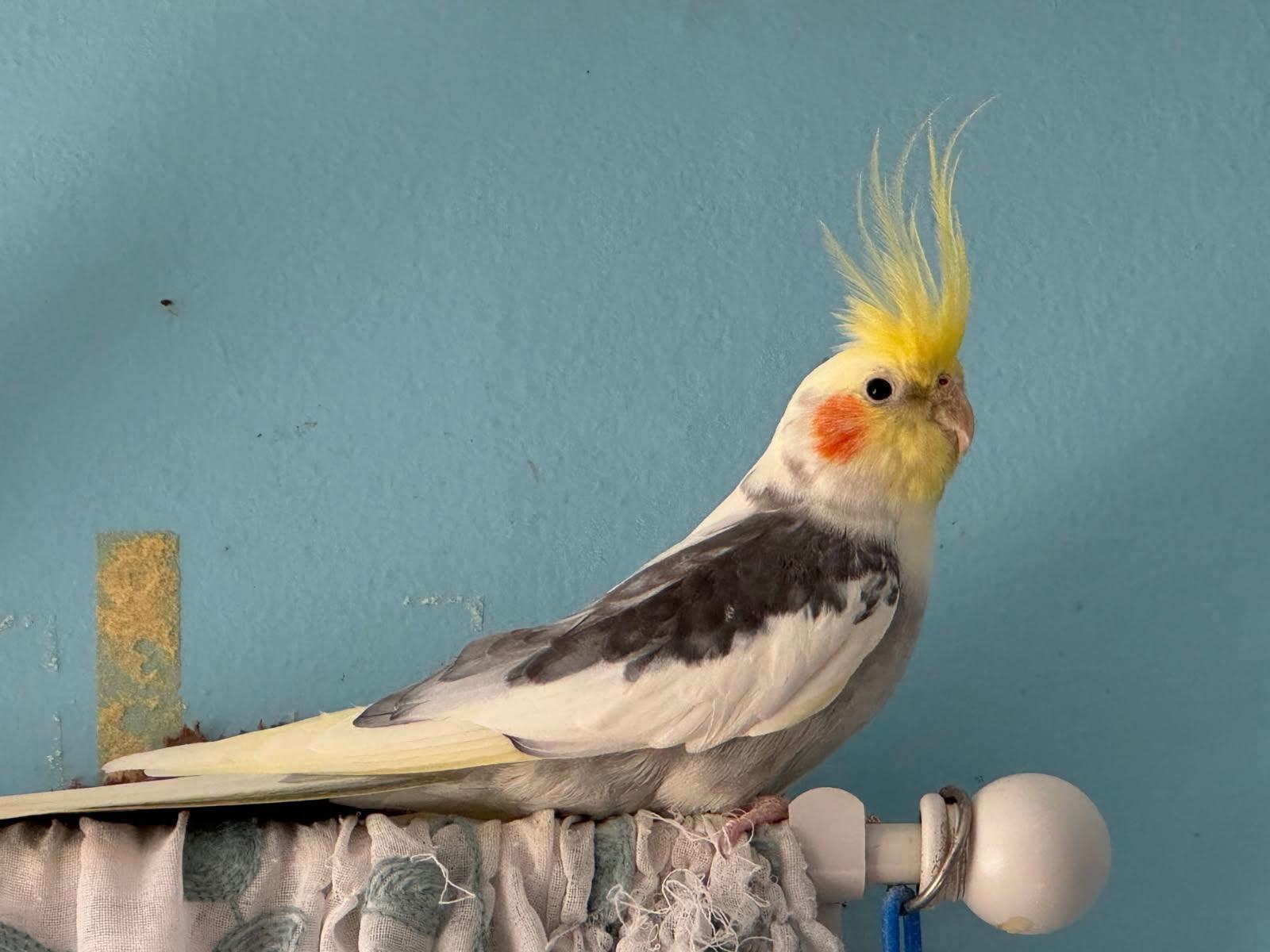 Sunny and Rama, Adoptable, Adult Male Cockatiel.