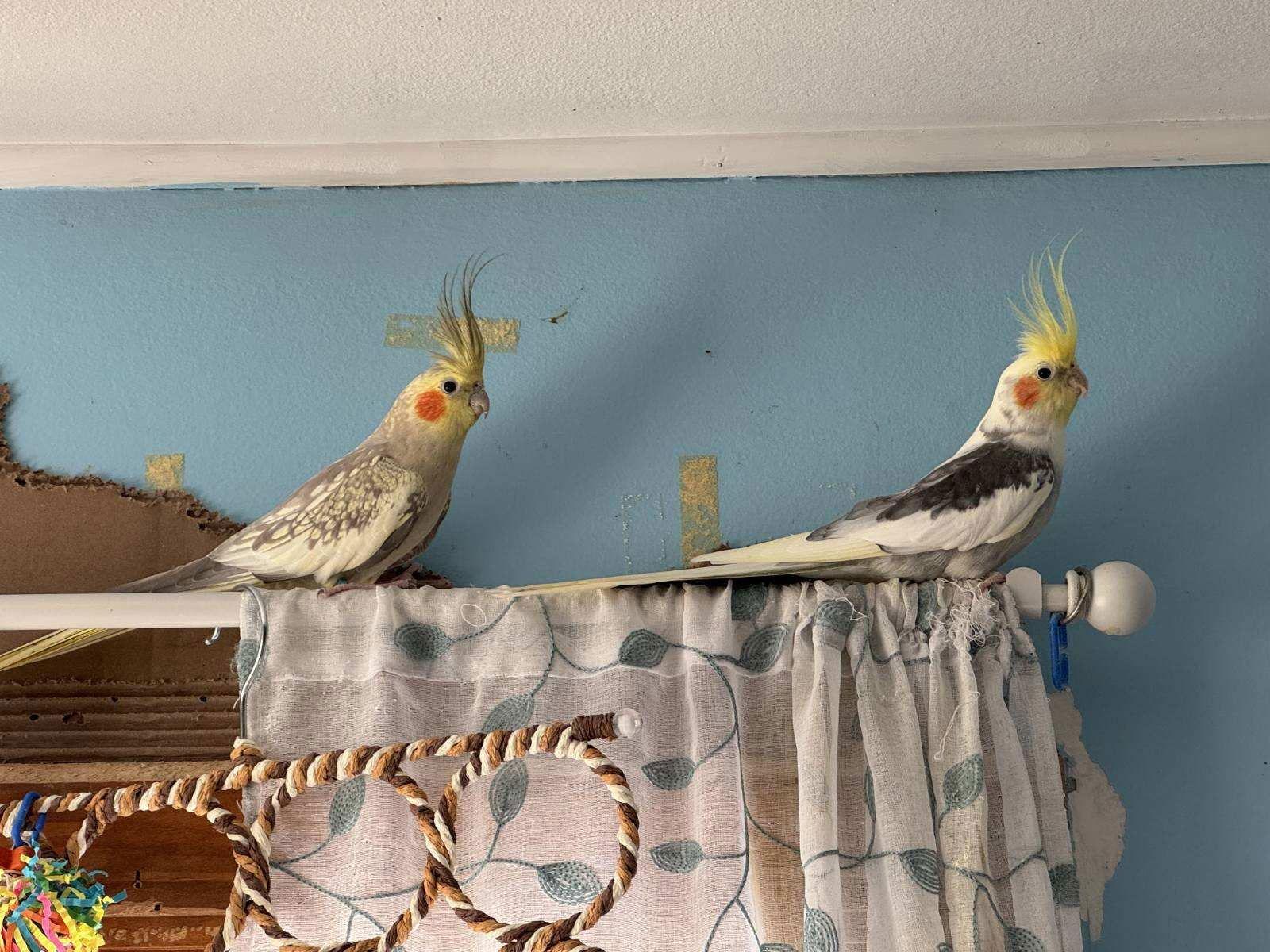 Enlarge Sunny and Rama, a Adoptable Cockatiel in Belford, NJ image 2/3