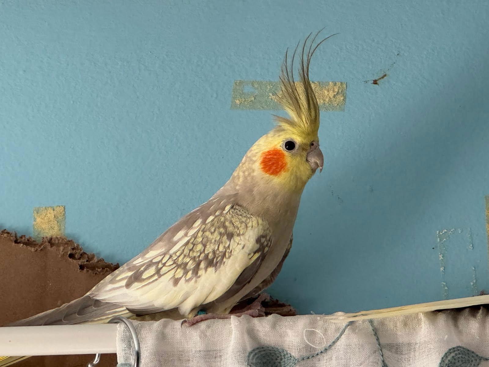 Enlarge Sunny and Rama, a Adoptable Cockatiel in Belford, NJ image 3/3