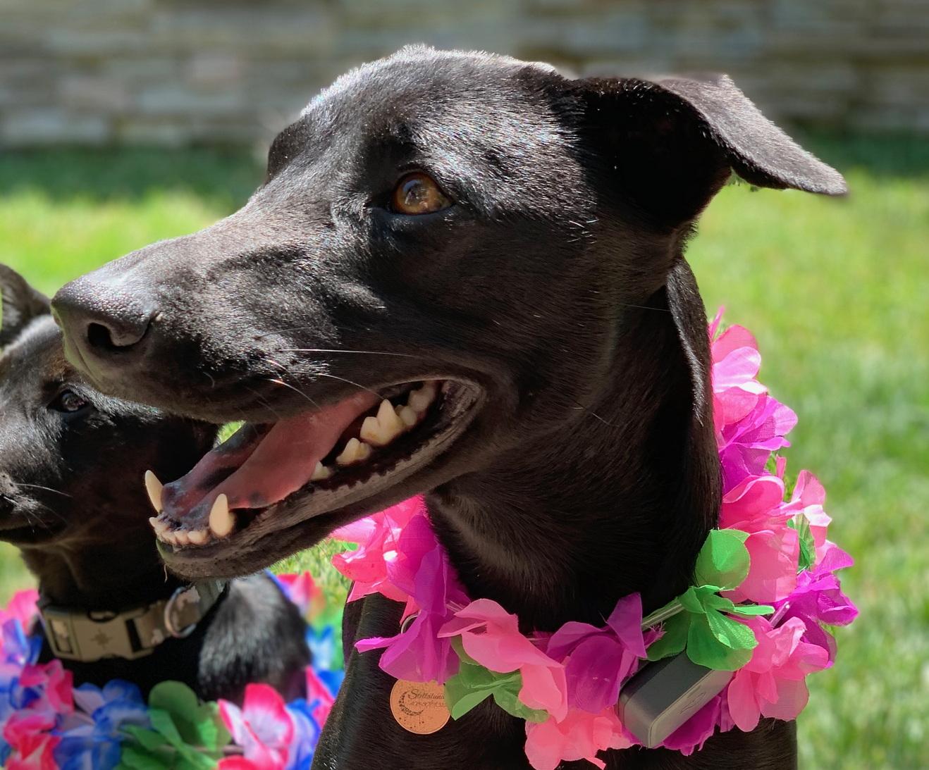 Enlarge Stella_Courtesy Post, a ADOPTABLE mixed breed in Redwood City, CA image 1/5