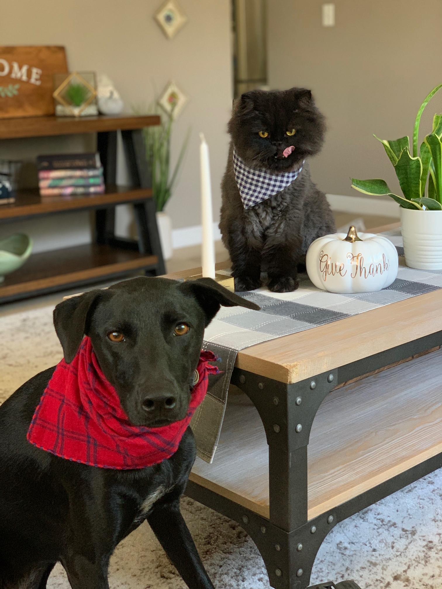 Enlarge Stella_Courtesy Post, a ADOPTABLE mixed breed in Redwood City, CA image 3/5