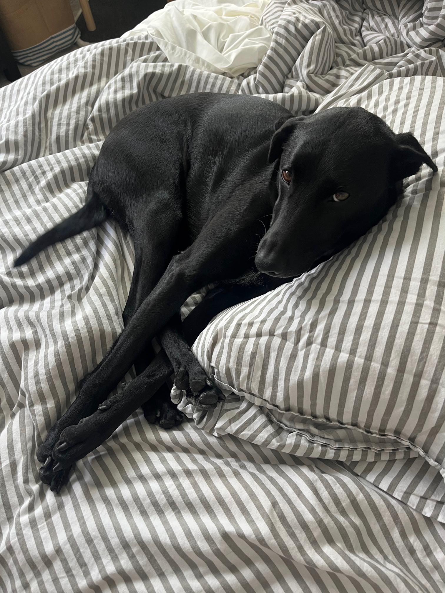 Enlarge Stella_Courtesy Post, a ADOPTABLE mixed breed in Redwood City, CA image 2/5