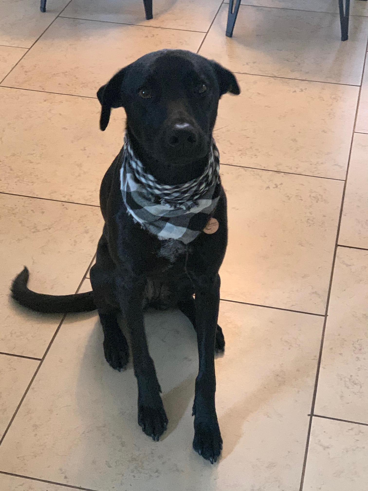 Enlarge Stella_Courtesy Post, a ADOPTABLE mixed breed in Redwood City, CA image 5/5