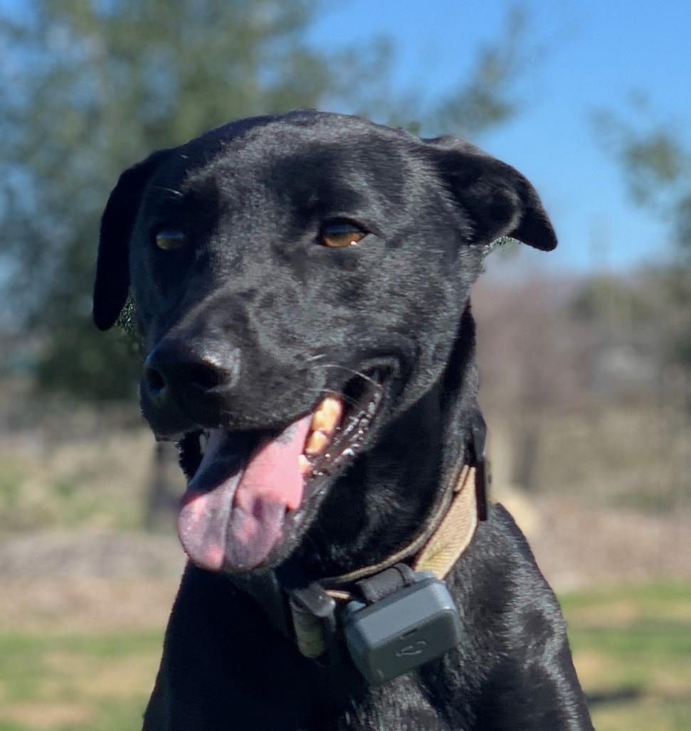 Enlarge Stella_Courtesy Post, a ADOPTABLE mixed breed in Redwood City, CA image 4/5