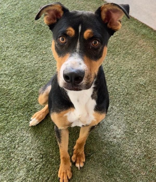 Abacus, a Adoptable mixed breed in Midland, TX image 1/5