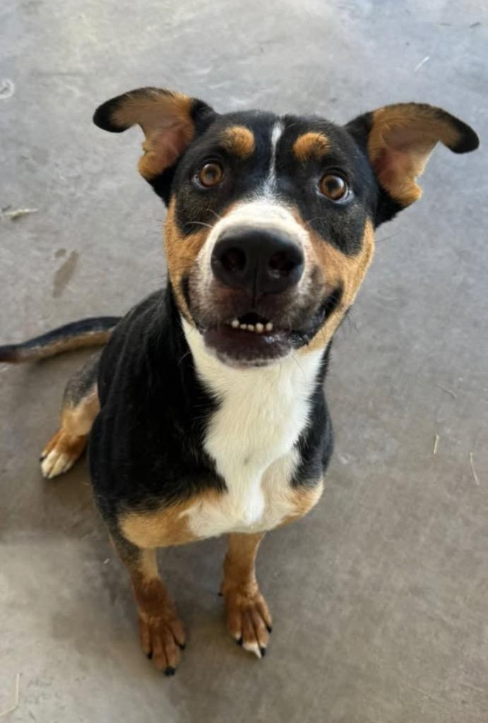 Abacus, a Adoptable mixed breed in Midland, TX image 4/5