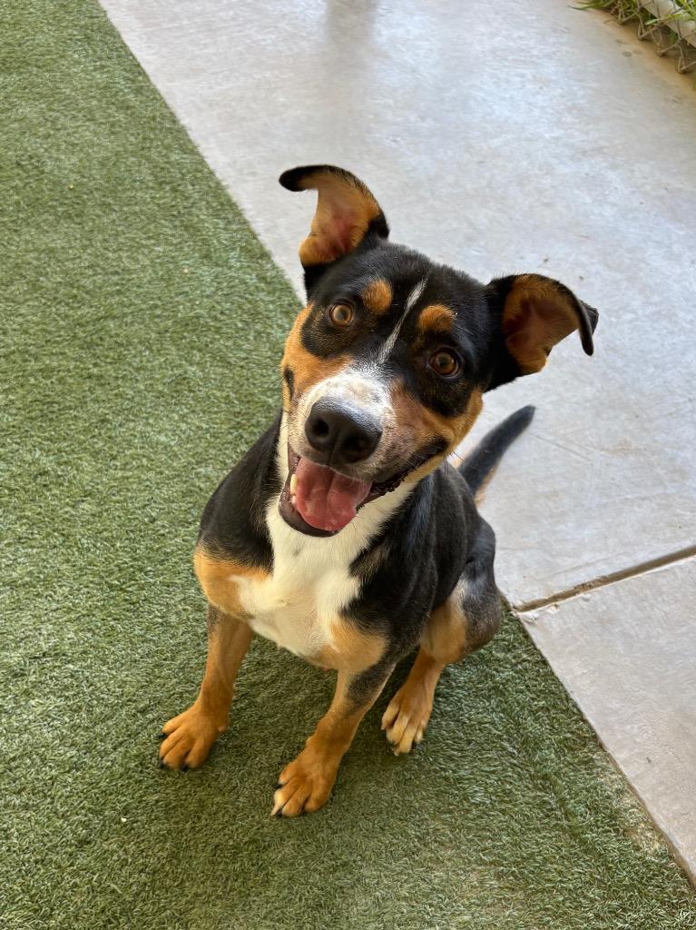 Abacus, a Adoptable mixed breed in Midland, TX image 5/5