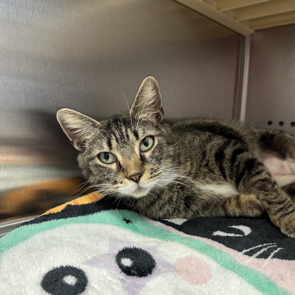 Delta — thumbnail 6