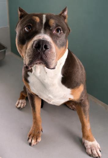 Colt 133-26, Adoptable, Adult Male Pit Bull Terrier & Mixed Breed.