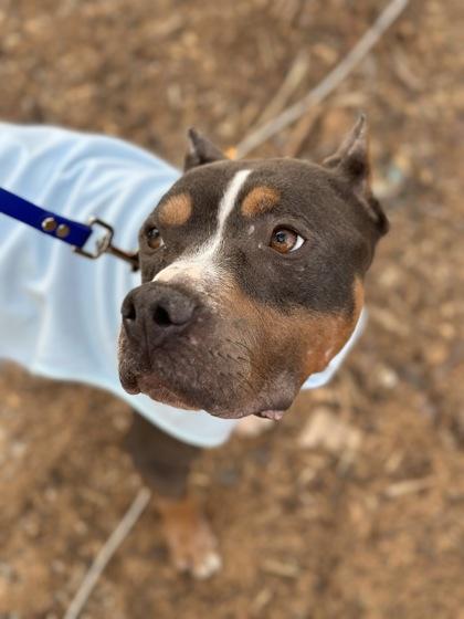 Colt 133-26, a Adoptable mixed breed in Cumming, GA image 2/2