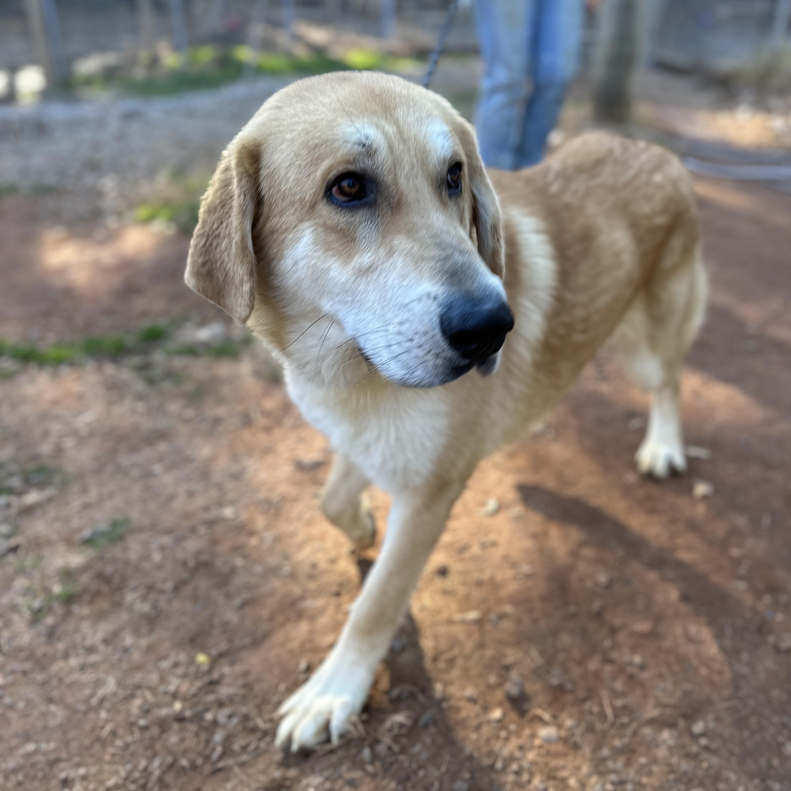 Gargantuan — thumbnail 3