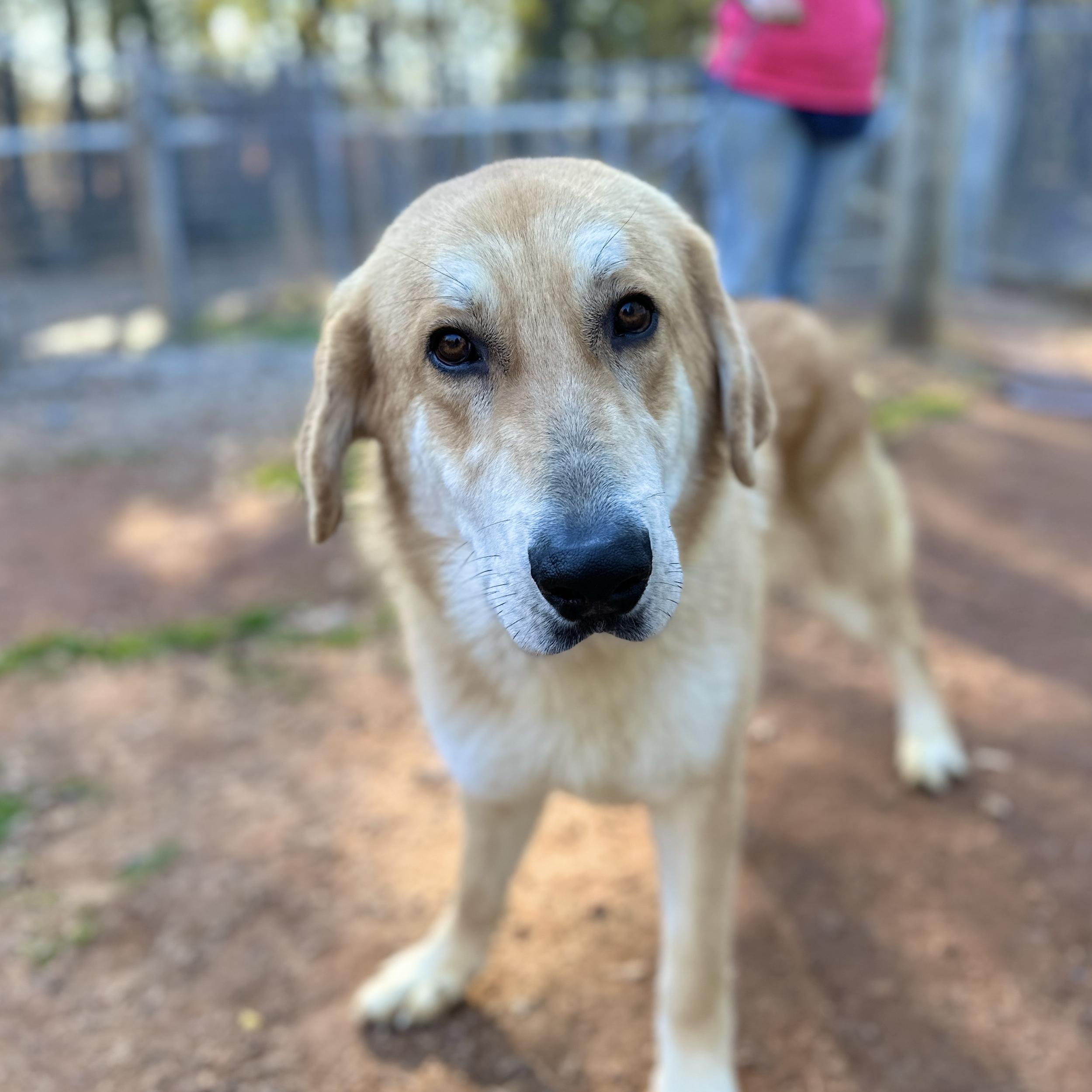 Gargantuan — thumbnail 4