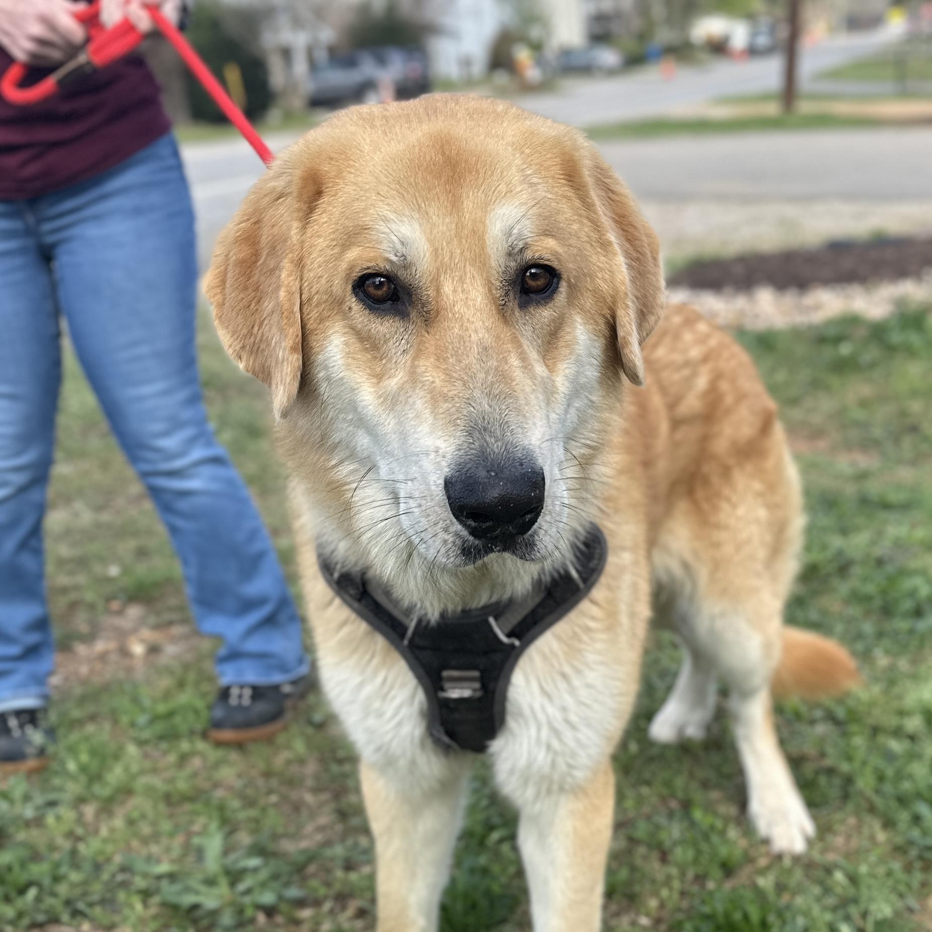 Gargantuan — thumbnail 6