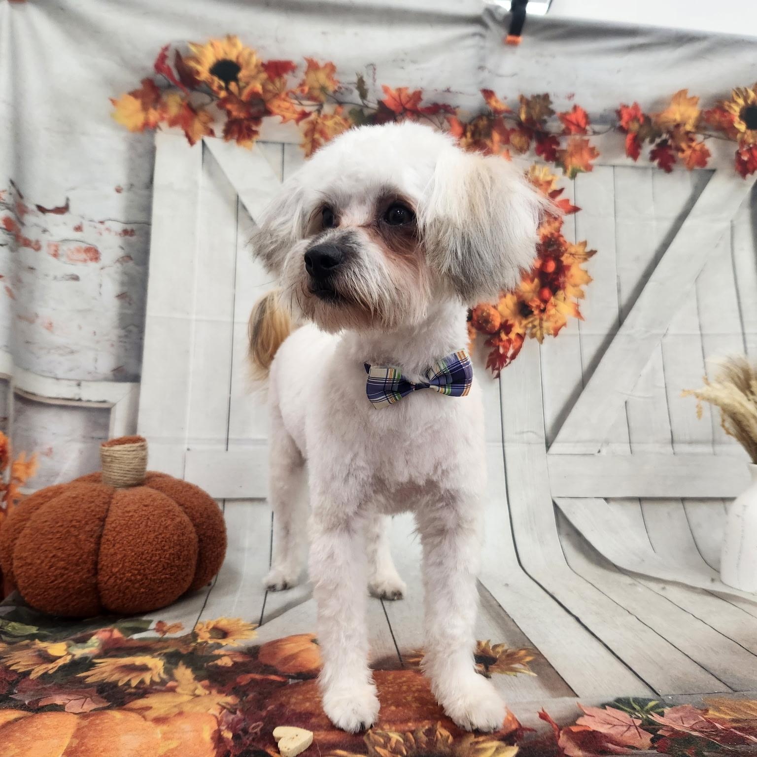 Scooter, a Adoptable mixed breed in Bradenton, FL image 2/3