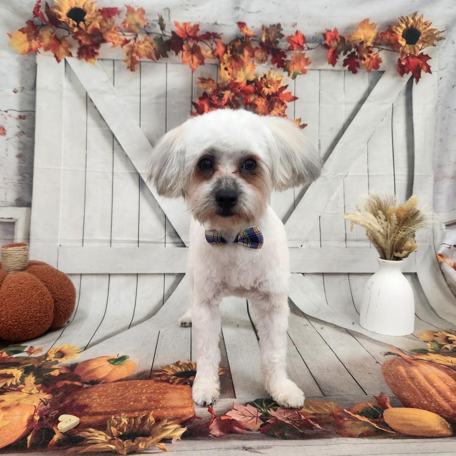 Scooter, Adoptable, Puppy Male Maltese.