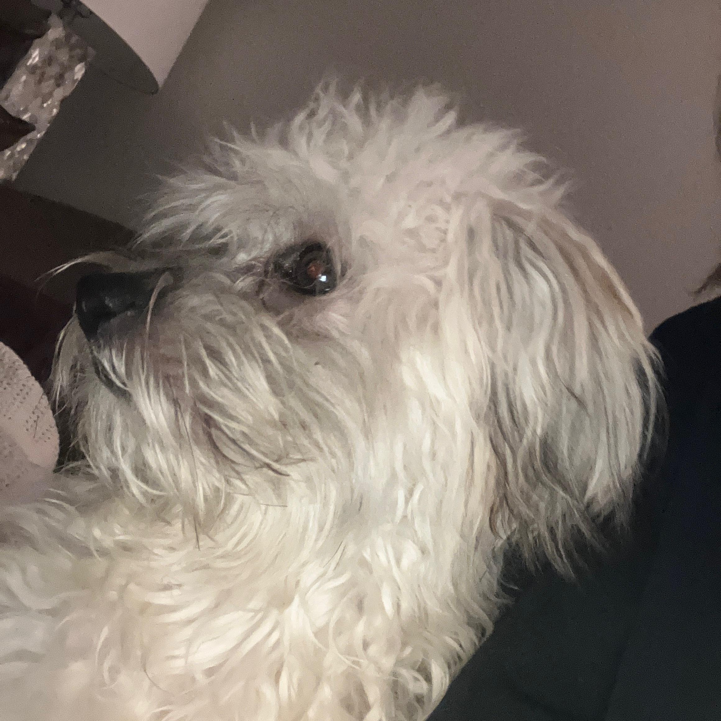 Scooter, a Adoptable mixed breed in Bradenton, FL image 3/3