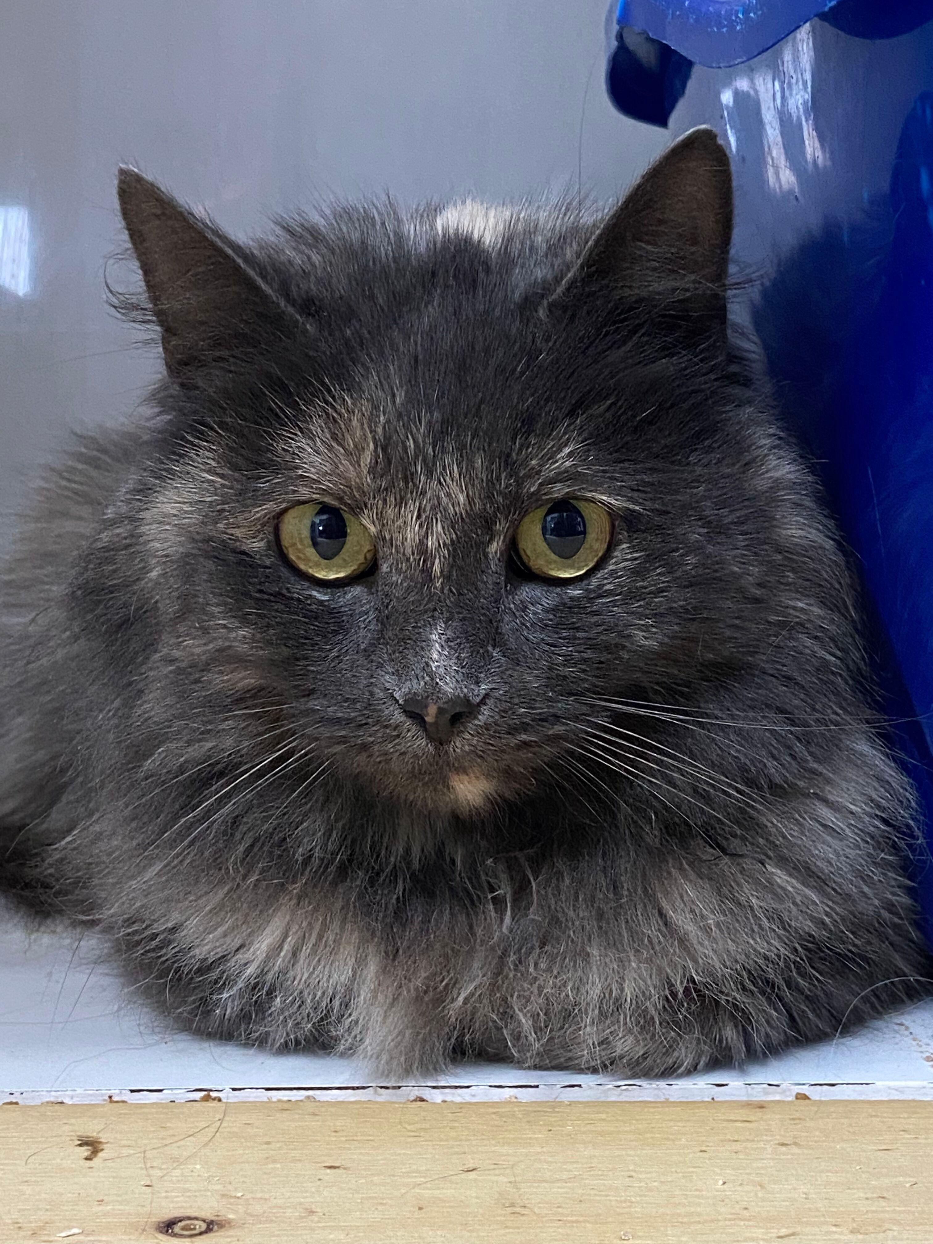 Enlarge MIRIAM, an adopted Dilute Tortoiseshell in Peru, IN image 1/5