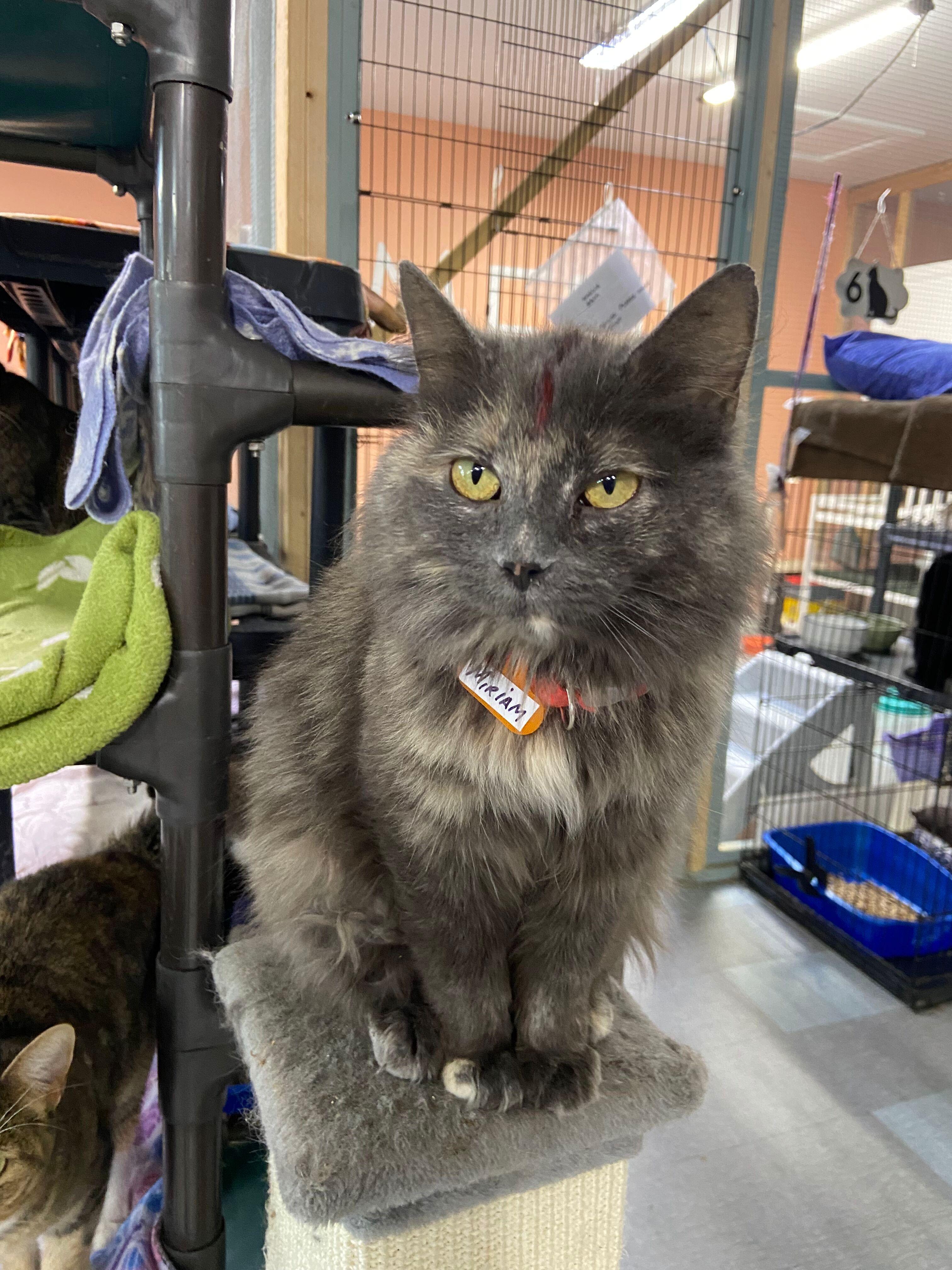 Enlarge MIRIAM, an adopted Dilute Tortoiseshell in Peru, IN image 4/5