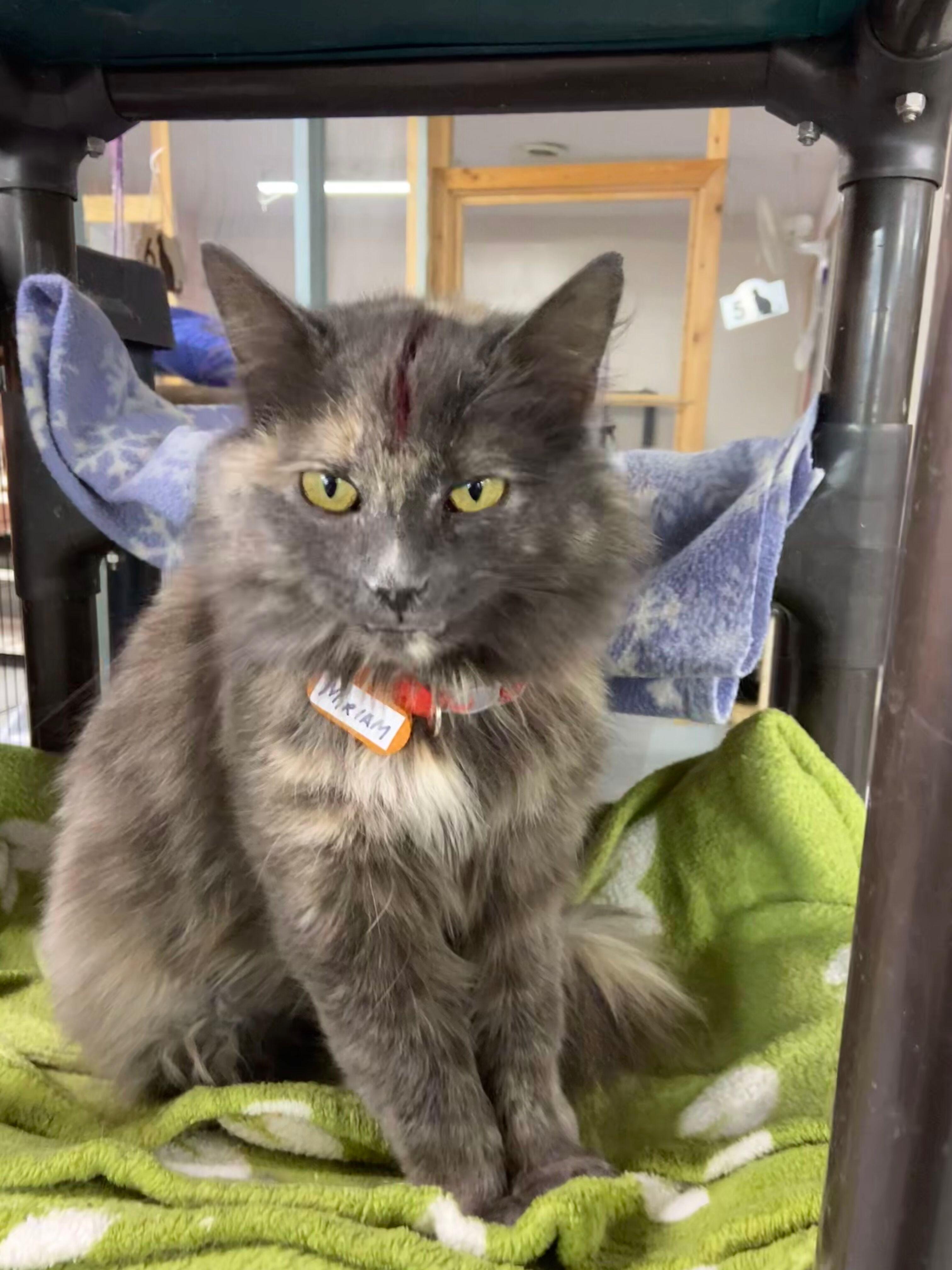 Enlarge MIRIAM, an adopted Dilute Tortoiseshell in Peru, IN image 3/5