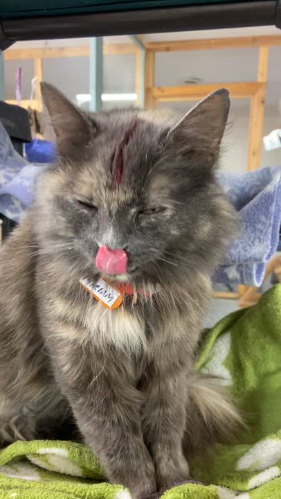 Enlarge MIRIAM, an adopted Dilute Tortoiseshell in Peru, IN video 5/5