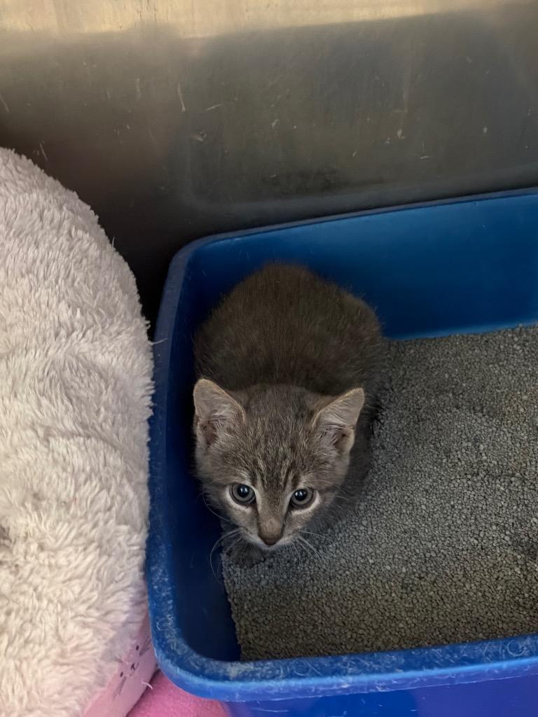 Clarity, Adoptable, Kitten Female Domestic Medium Hair.