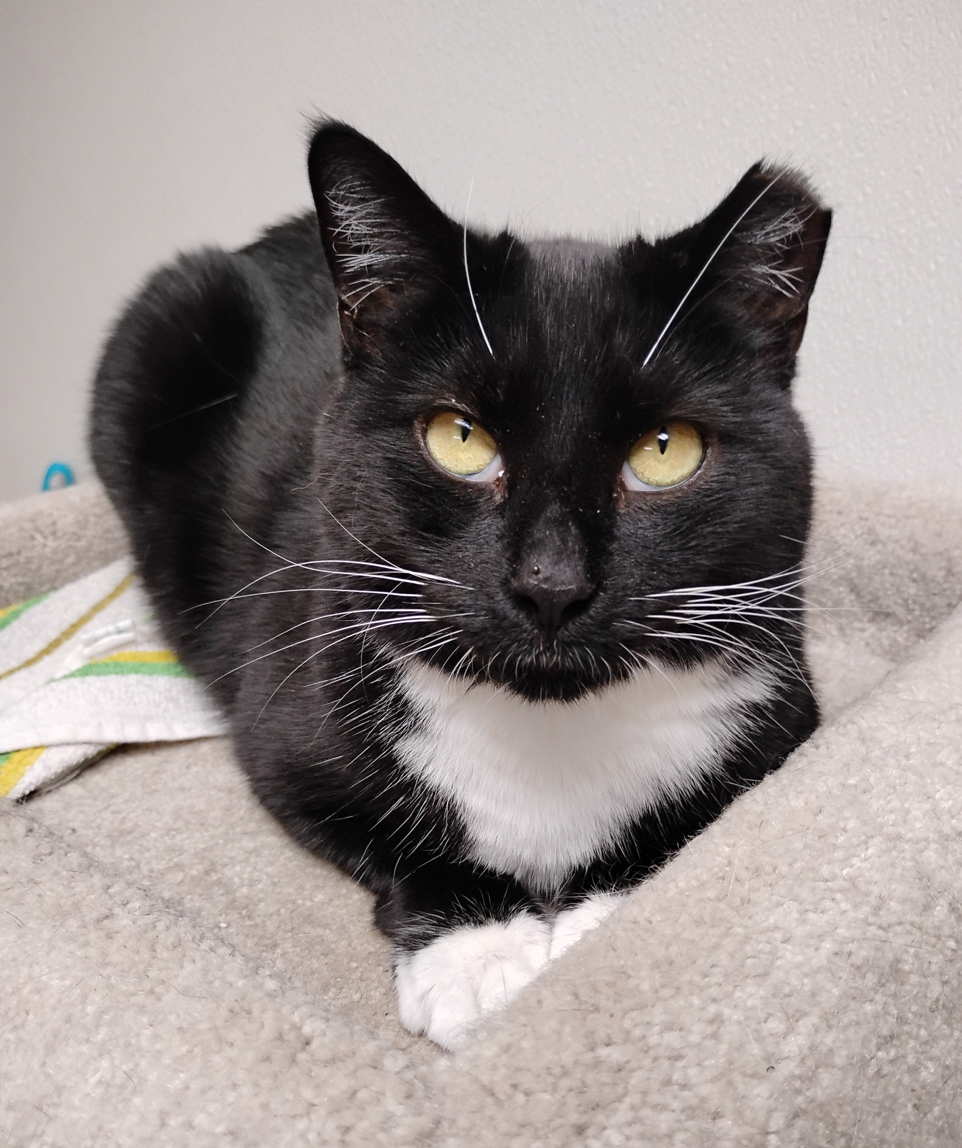 Violet, a Adoptable Domestic Short Hair in Dillsburg, PA image 3/6