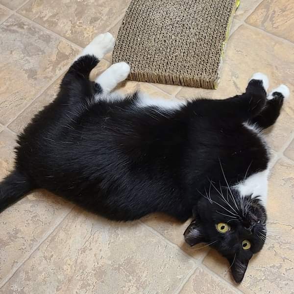 Violet, a Adoptable Domestic Short Hair in Dillsburg, PA image 4/6