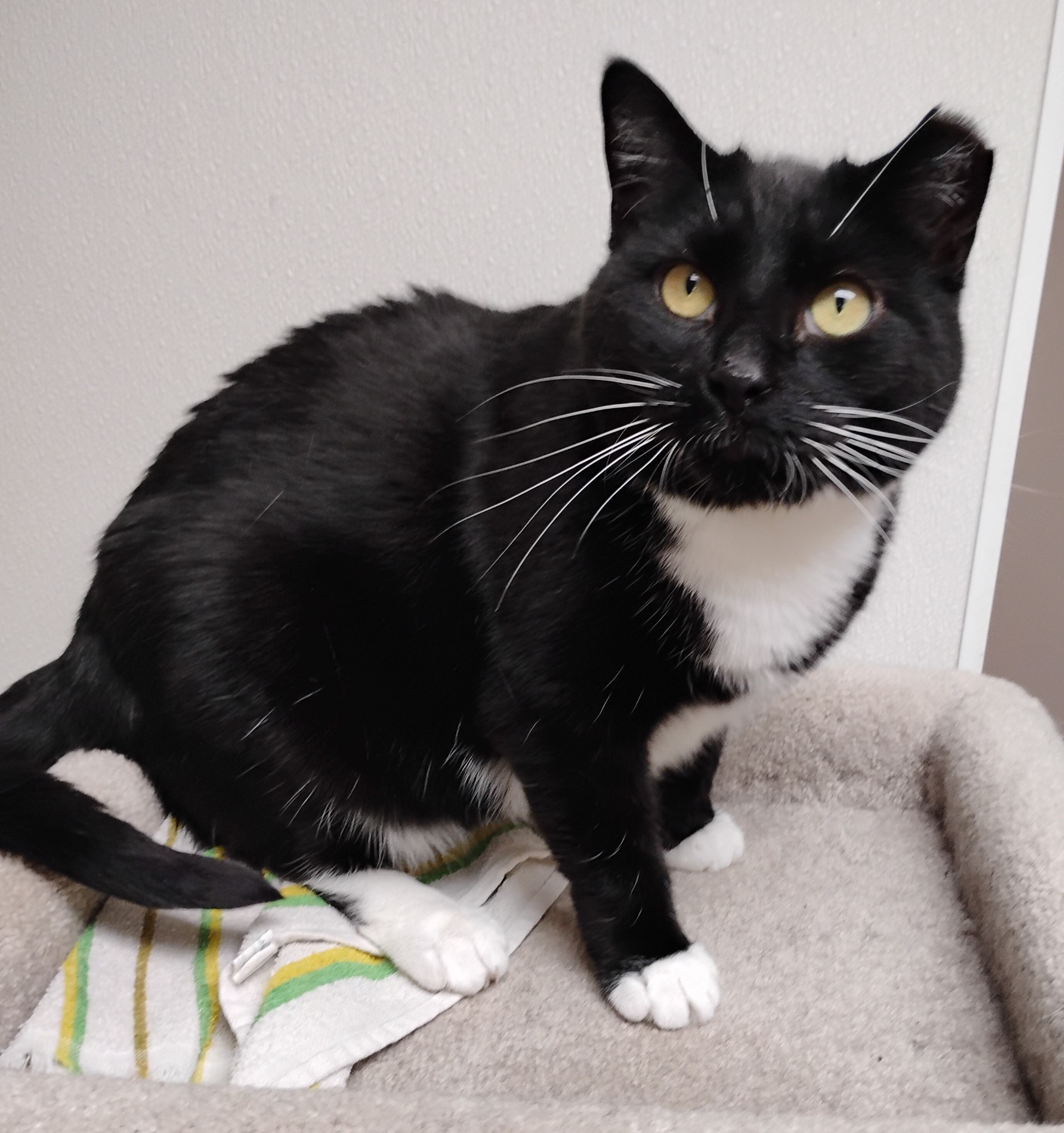 Violet, a Adoptable Domestic Short Hair in Dillsburg, PA image 5/6