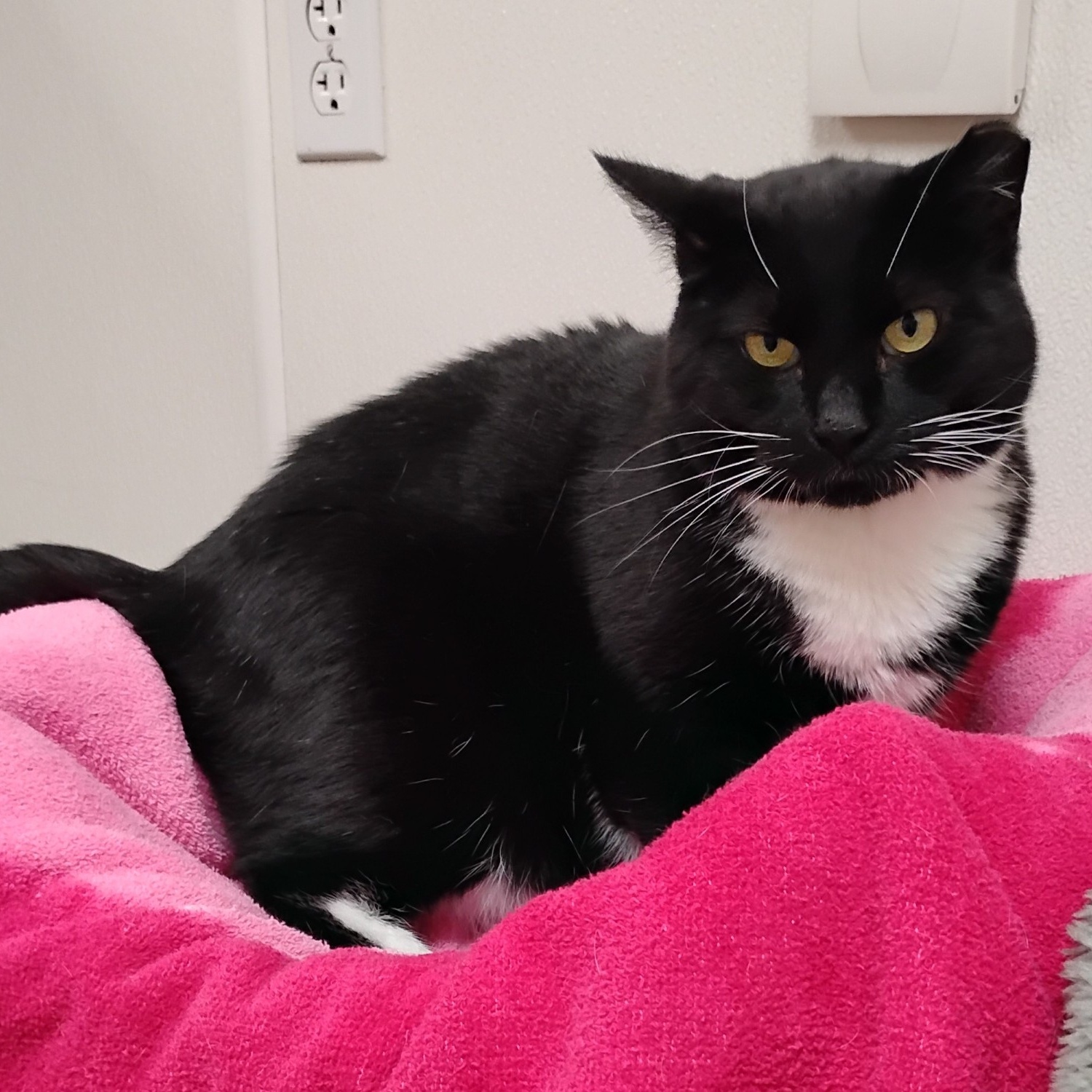 Violet, a Adoptable Domestic Short Hair in Dillsburg, PA image 6/6