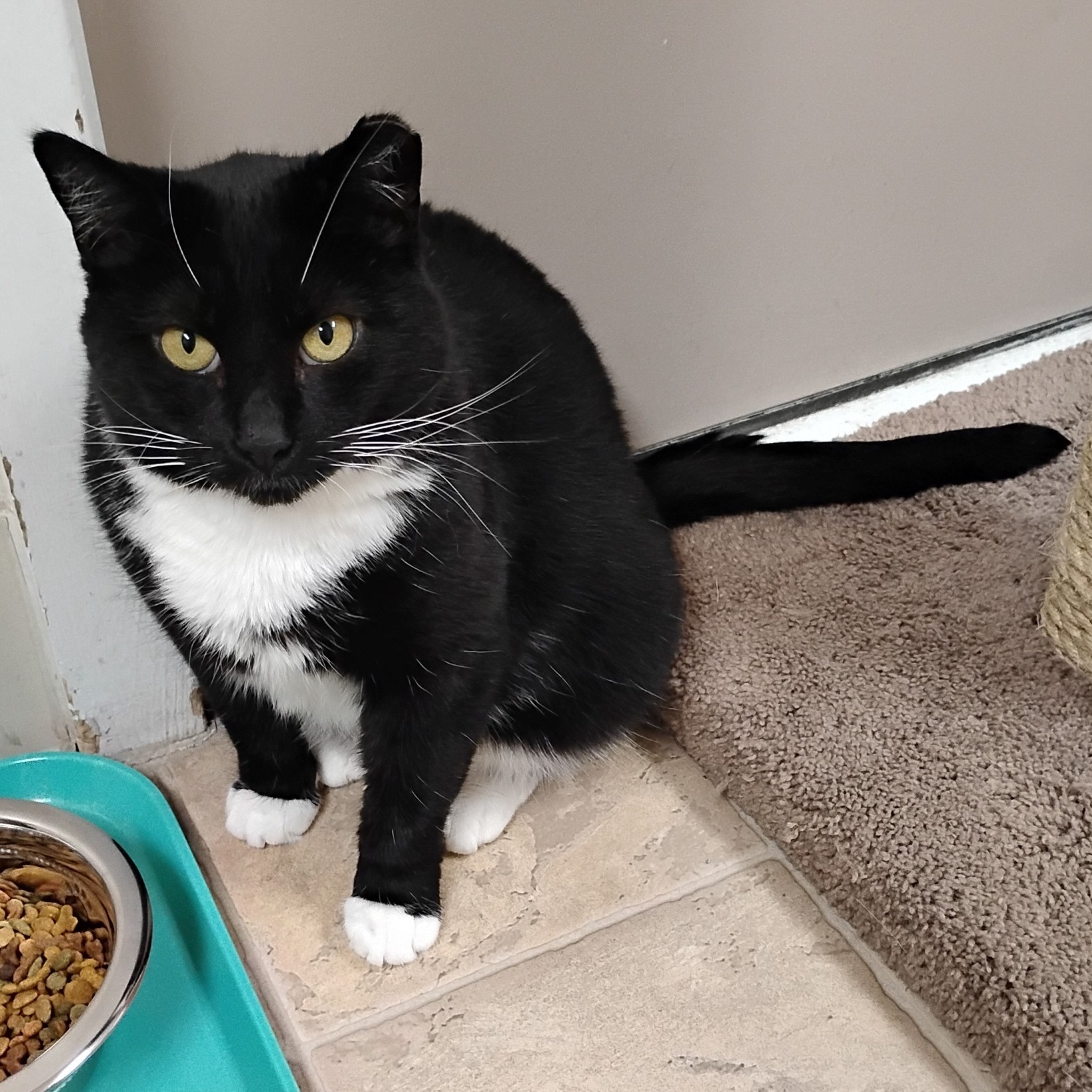 Violet, a Adoptable Domestic Short Hair in Dillsburg, PA image 2/6