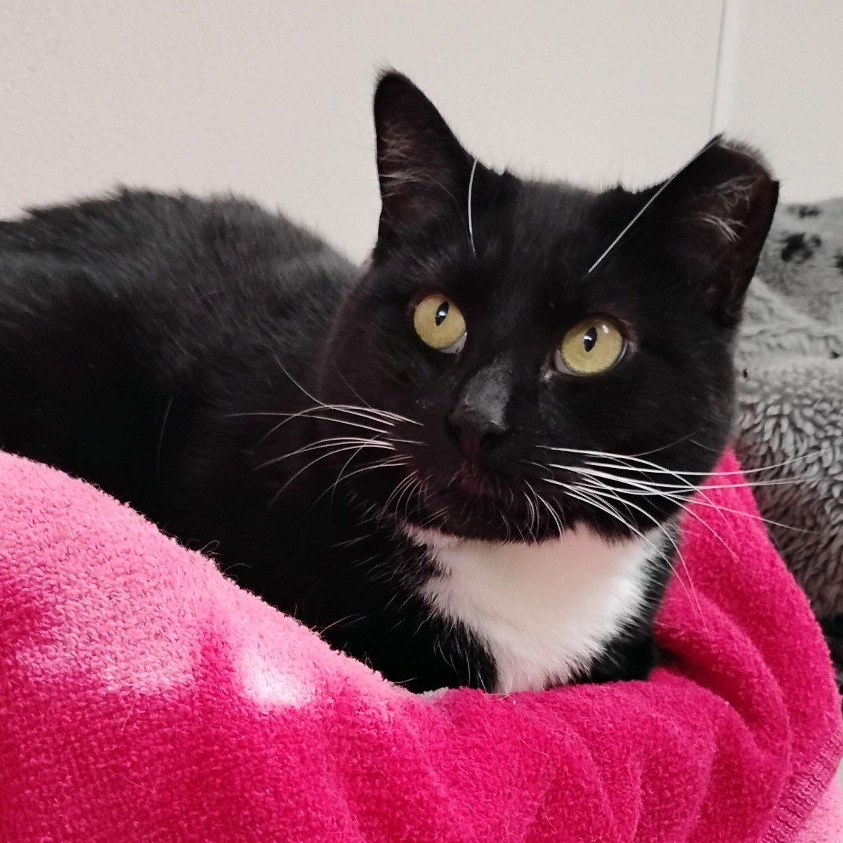 Violet, a Adoptable Domestic Short Hair in Dillsburg, PA image 1/6