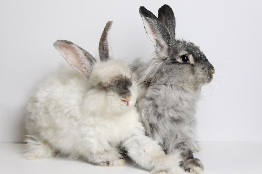 Enlarge Yoshi / Mochi, a Adoptable Angora Rabbit in San Francisco, CA image 1/5