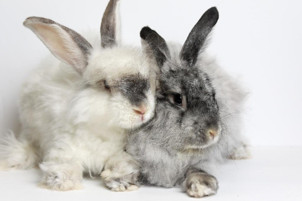 Enlarge Yoshi / Mochi, a Adoptable Angora Rabbit in San Francisco, CA image 2/5