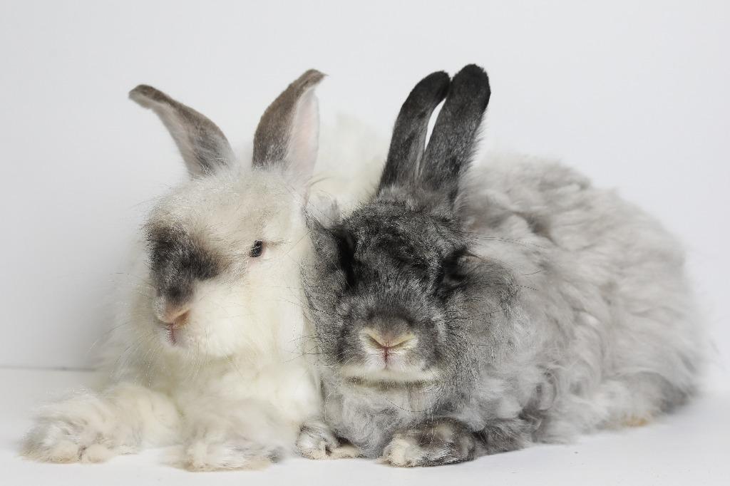 Enlarge Yoshi / Mochi, a Adoptable Angora Rabbit in San Francisco, CA image 2/5