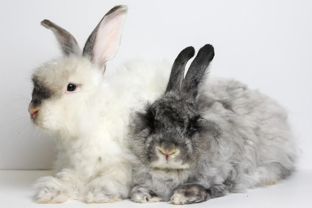 Enlarge Yoshi / Mochi, a Adoptable Angora Rabbit in San Francisco, CA image 3/5