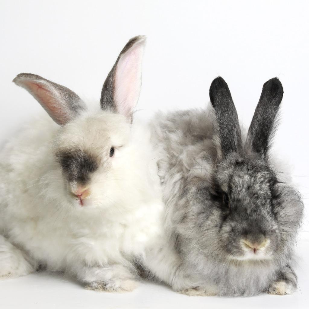 Yoshi / Mochi, a Adoptable Angora Rabbit in San Francisco, CA image 2/5