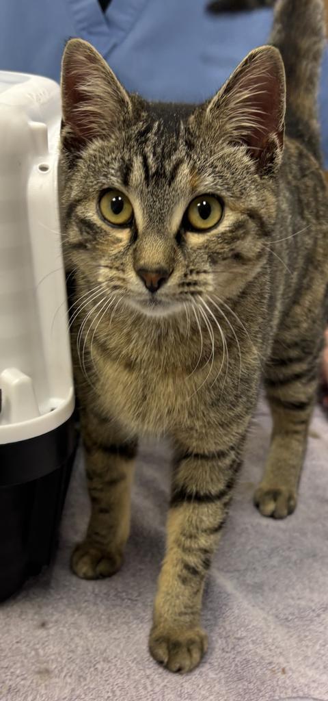 Enlarge Mathilda, a Adopted mixed breed in Saint Paul, MN image 1/1