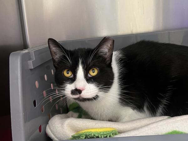 Kourtney, Adoptable, Young Female Domestic Short Hair.