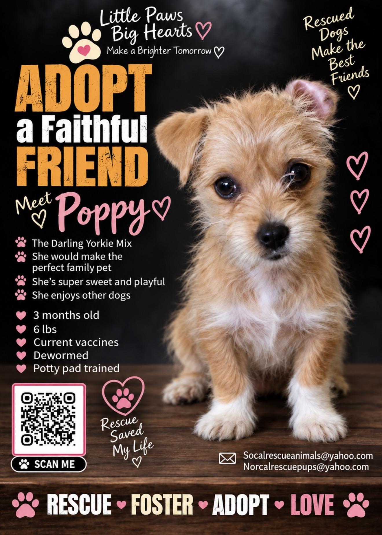 Poppy, Adopted, Young Female Yorkshire Terrier & Terrier.
