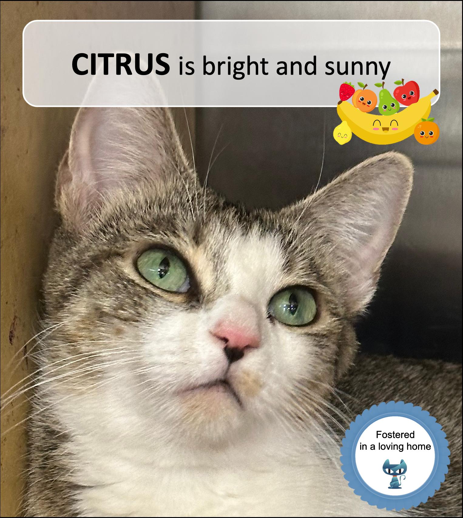 Enlarge Citrus, a Adoptable Tabby in Cincinnati, OH image 1/3