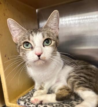 Enlarge Citrus, a Adoptable Tabby in Cincinnati, OH image 3/3