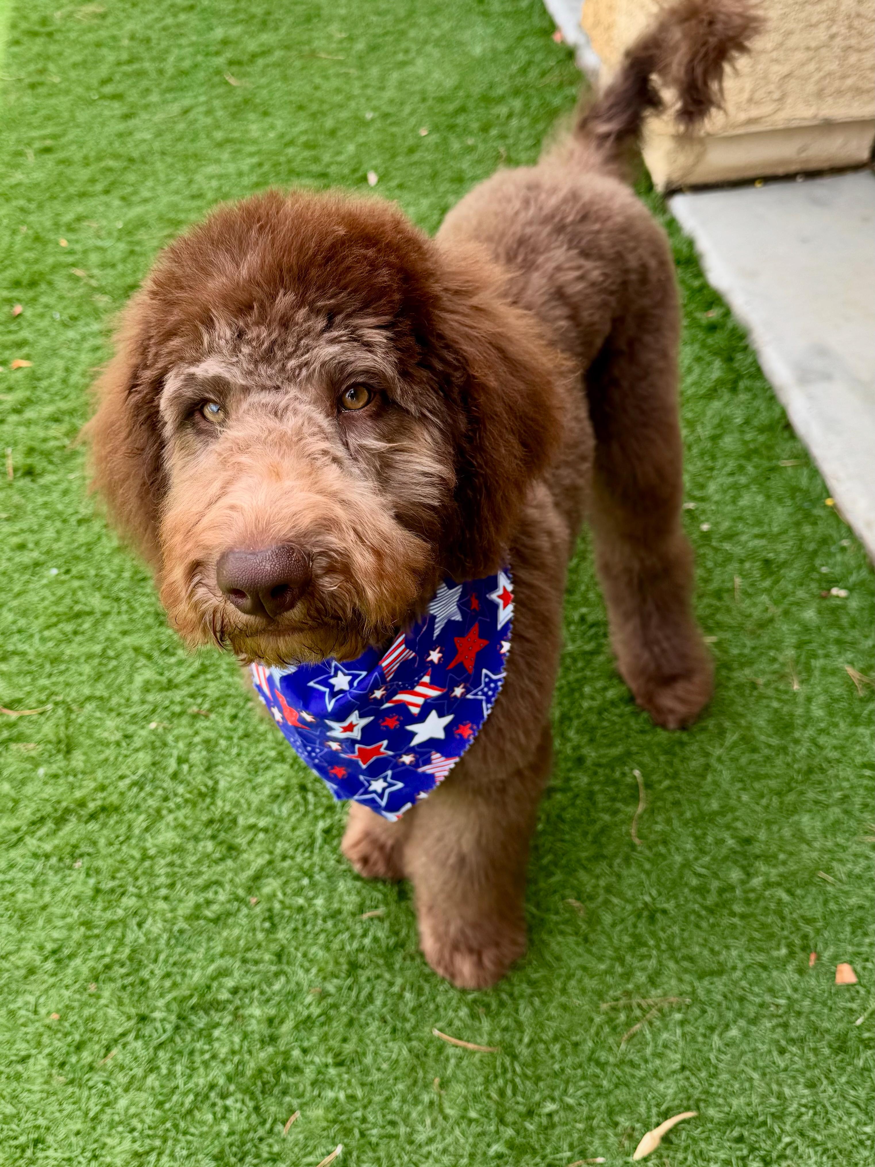 Bobby, Baby Male Golden Retriever