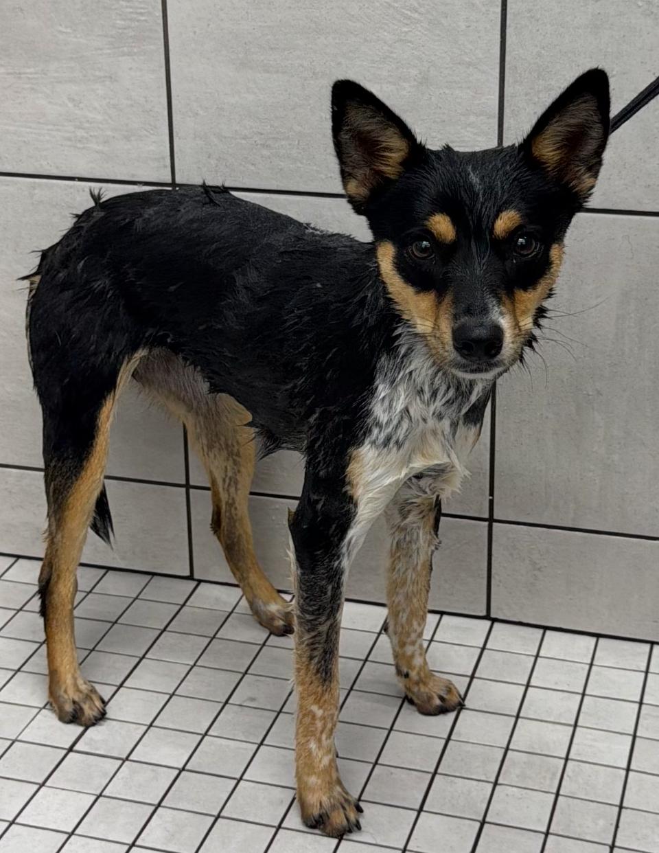 Enlarge Hillary, a Adoptable mixed breed in Angier , NC image 1/6